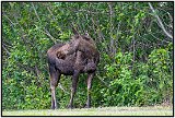 Anchorage bike trail