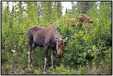 Denali Park