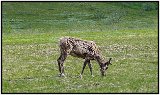 Denali Park