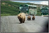 Denali Park