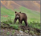 Denali Park