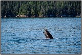 Kenai Fjords