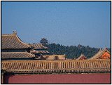 The Forbidden City