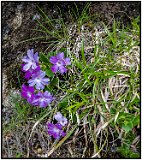 Alto Via di Merano (The High Merano Trail)