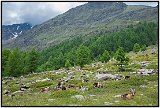 Alto Via di Merano (The High Merano Trail)