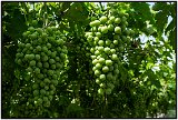 Valpolicella grapes at the Gamba vineyard