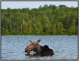 Moosehead Lake - The Home of Bullwinkle