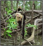 Capuchin monkey in Costa Rica