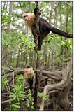 Capuchin monkeys in Costa Rica