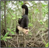 Capuchin monkey in Costa Rica