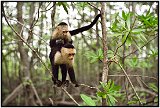 Capuchin monkeys in Costa Rica