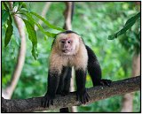 Capuchin monkey on Isla de Ometepe