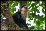 Capuchin monkey on Isla de Ometepe