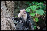 Capuchin monkey on Isla de Ometepe