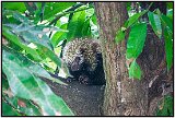 Porcupine on Isla de Ometepe