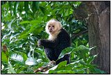 Capuchin monkey on Isla de Ometepe