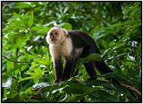 Capuchin monkey on Isla de Ometepe