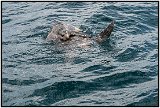 Turtles doing it off the coast of Nicaragua