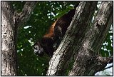 Howler monkey in Laguna de Masaya, Nicaragua