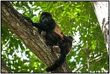 Howler monkeys in Laguna de Masaya, Nicaragua