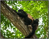 Howler monkeys in Laguna de Masaya, Nicaragua