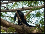 Howler monkey in Laguna de Masaya, Nicaragua