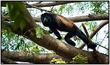 Howler monkey in Laguna de Masaya, Nicaragua