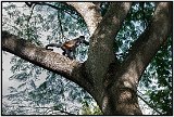 Howler monkey in Laguna de Masaya, Nicaragua