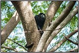 Howler monkey in Laguna de Masaya, Nicaragua