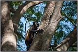 Howler monkey in Laguna de Masaya, Nicaragua