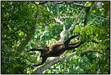 Howler monkeys in Laguna de Masaya, Nicaragua