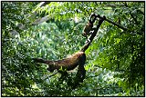 Howler monkeys in Laguna de Masaya, Nicaragua