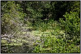 Ichetucknee River