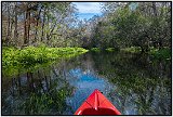 The manatees on the Ichetucknee