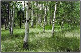 The Rocky Mountains, Colorado, 1999