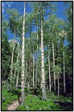 The Rocky Mountains, Colorado, 1999