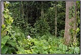 The coastal jungle of Ecuador 1986