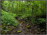 Monongahela Forest, West Virginia 2011