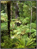 Stewart Island, New Zealand 2006