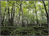 Monongahela Forest, West Virginia 2011