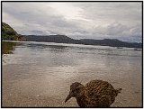 Stewart Island (These birds don't fly!)