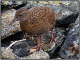 Stewart Island