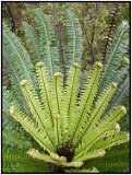 Stewart Island