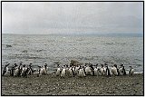 Penguinos in Chile