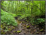 Monongahela Forest, W. Virginia, 2009