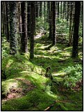 Monongahela Forest, W. Virginia, 2009