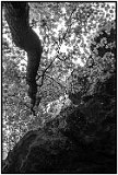 Reeds Canyon, Shawnee National Forest, Southern Illinois (early 1980s).