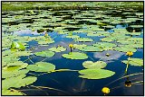 Tahquamenon River, Upper Peninsula, MI 2011