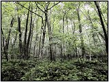 Monongahela Forest, W. Virginia, 2009