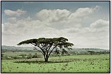 Acacia Tree